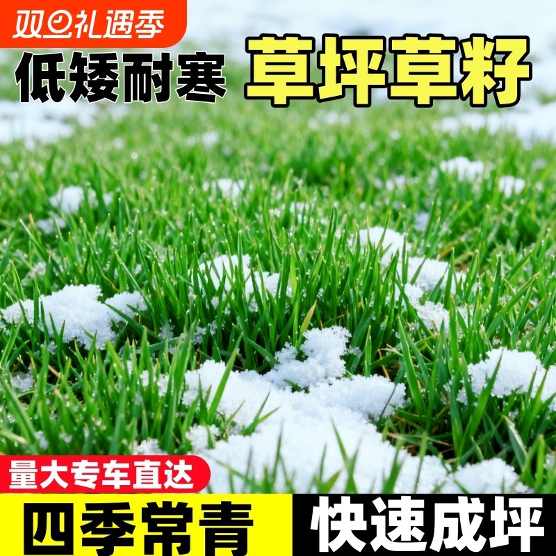 四季青草坪草籽四季常青耐寒耐旱庭院小区公园绿化护坡耐践踏种子