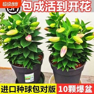 百合花种球香水百合四季开花好养活花卉植物室内外花苗盆栽花种子
