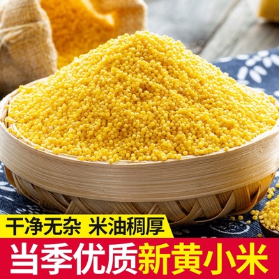 黄小米新米熬粥香糯养胃月子米