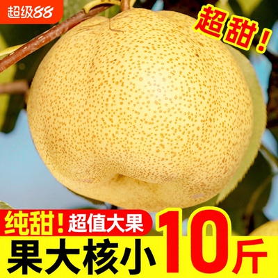 产地直发正宗砀山梨子24h速发