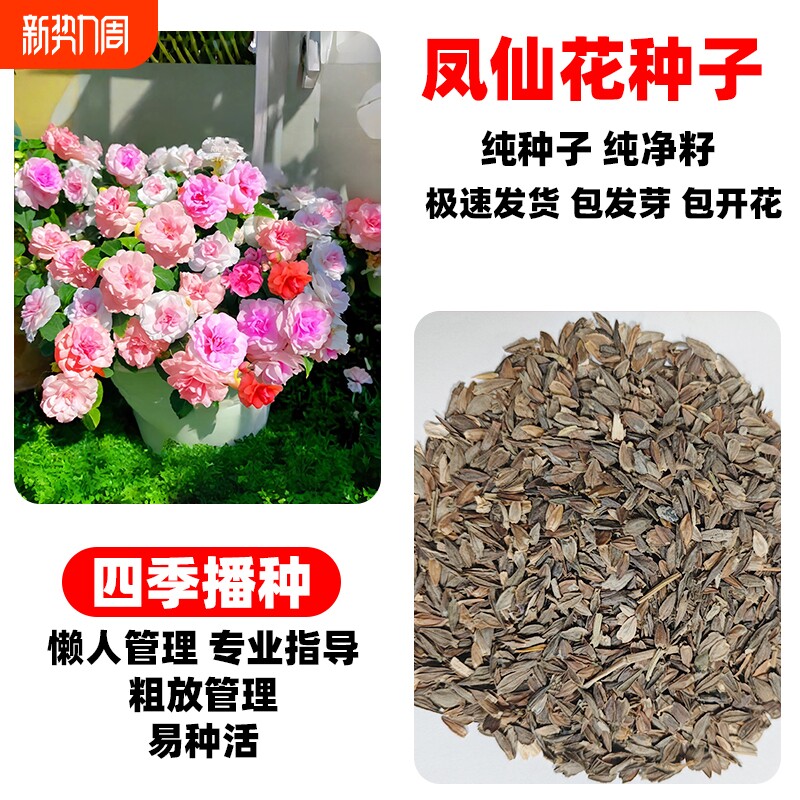 重瓣凤仙花种子四季播种开花庭院室内外花卉种子籽指甲花阳台盆栽