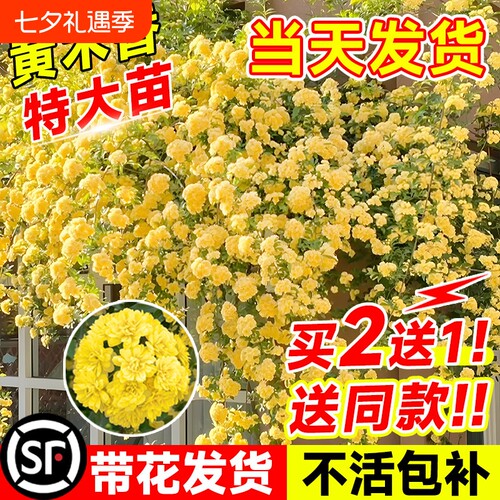 四季重瓣黄木香花苗|262人收藏