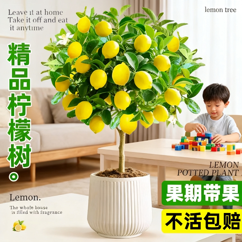 香水柠檬树盆栽带果老桩苗客厅阳台花卉绿植物室内四季好养可食用