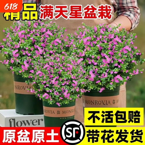 满天星盆栽带花苞四季开花室内长寿花好养植物花苗阳台客厅小苗