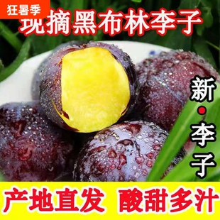 【果园现摘】陕西黑布林大李子黑宝石酸甜新鲜应季水果脆李子包邮