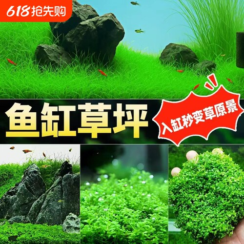 珍珠草鱼缸增氧水草|万人加购