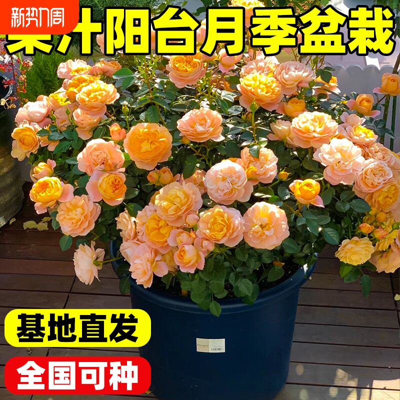 果汁阳台月季盆栽带花苞四季开花玫瑰特大花庭院花卉植物带盆土培