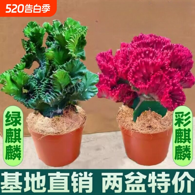 玉麒麟盆栽室内客厅植物花卉多肉红彩麒麟招财摆件造型阳台办公桌