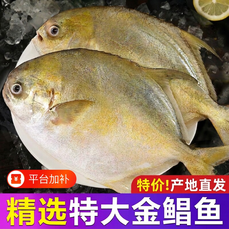 金鲳鱼金昌鱼鲜活冷冻鳊鲳鱼平镜鱼商用新鲜海鲜深海鱼水产年货节