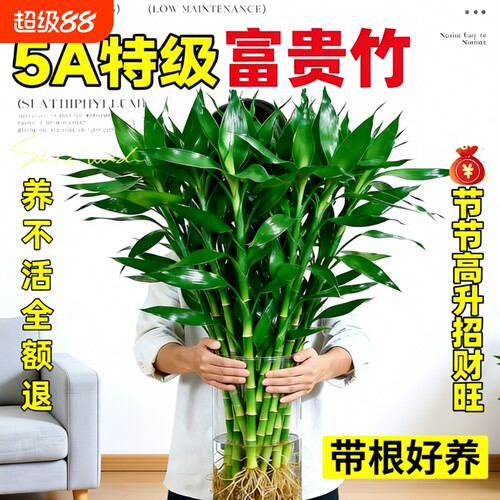 富贵竹带根水培植物|万人加购