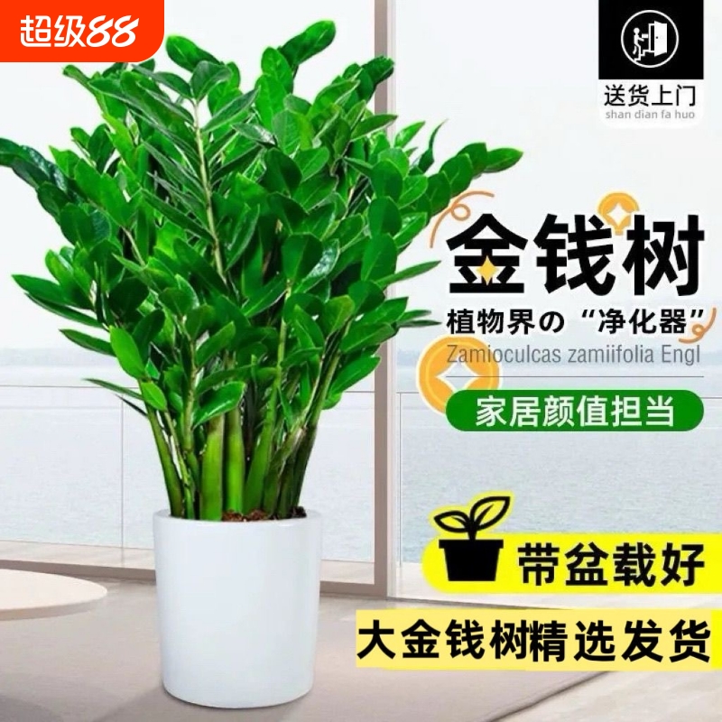 金钱树客厅大型植物盆栽发财树办公室内桌面绿植招财好养乔迁开业