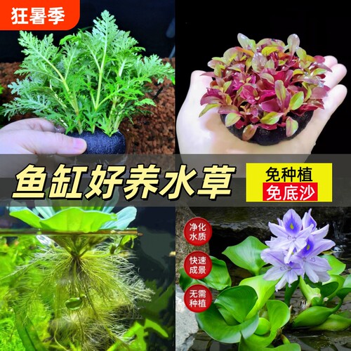 水罗兰坨草组合浮萍水草鱼缸专用