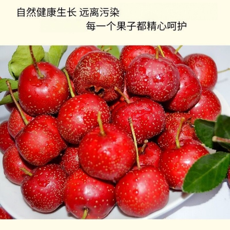 头茬山楂果新鲜现摘大果做冰糖葫芦红果棉球雪球酸甜当季水果批发