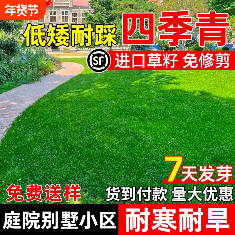 进口四季青草籽耐寒耐旱矮生耐践踏庭院别墅绿化公园小区草坪种子