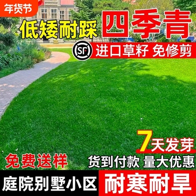 进口四季青草籽耐寒耐旱矮生耐践踏庭院别墅绿化公园小区草坪种子