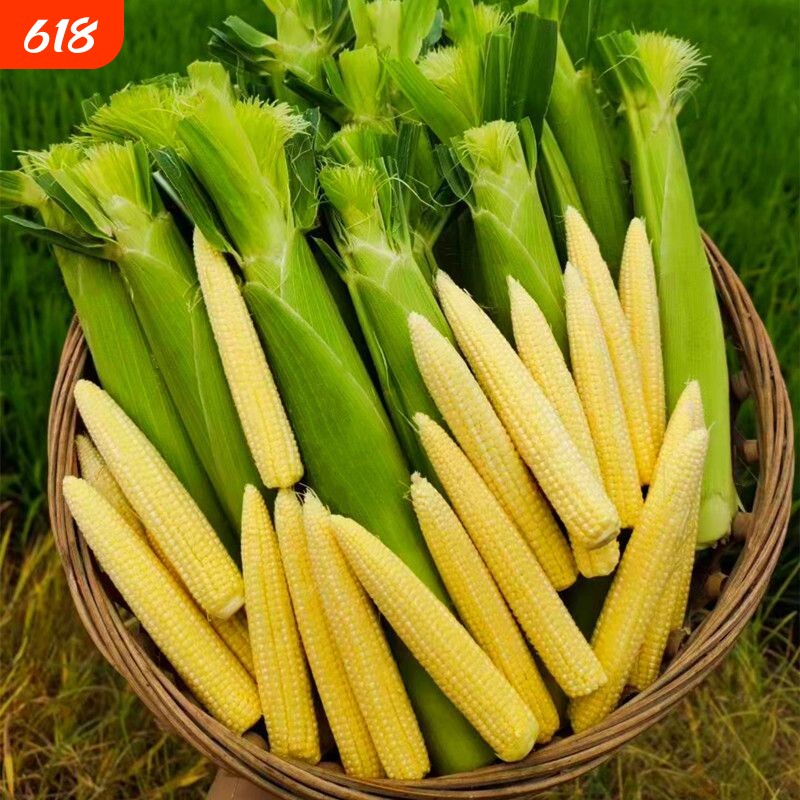 广西玉米笋新鲜带皮玉米芯苞现摘小迷你农家蔬菜食用鲜嫩小玉米