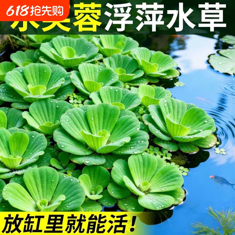 水芙蓉水浮莲浮萍水草植物水生种子养龟养鱼养殖用品鱼缸造景龟缸