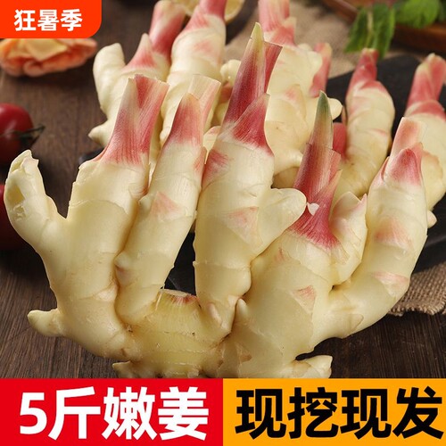 潍坊红芽嫩姜现挖脆嫩泡菜仔姜