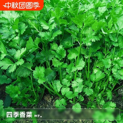 香菜籽种四季种孑大种植盆青菜种籽大全芫荽秋后菜种子阳台盆栽