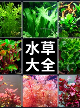 水草植物鱼缸造景真草水榕绿植蜈蚣草鱼草水草水质沉底沉木养鱼