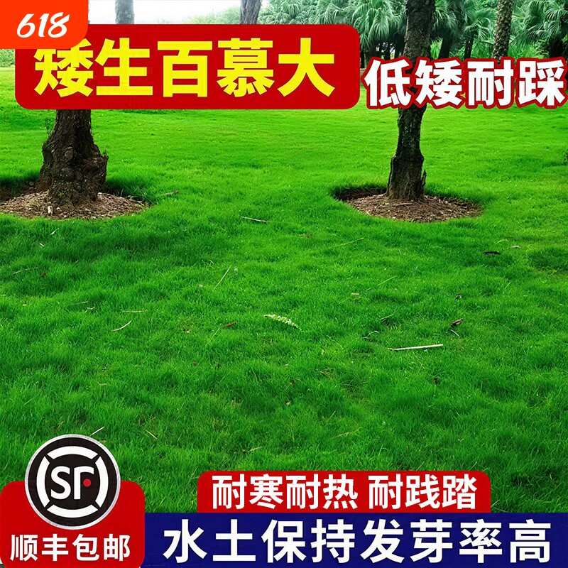 百慕大草籽狗牙根矮生四季青草坪球场庭院护坡绿化免修剪草皮种子
