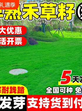 早熟禾草籽四季常青庭院绿化草坪种子开花耐热种植多年生波斯菊
