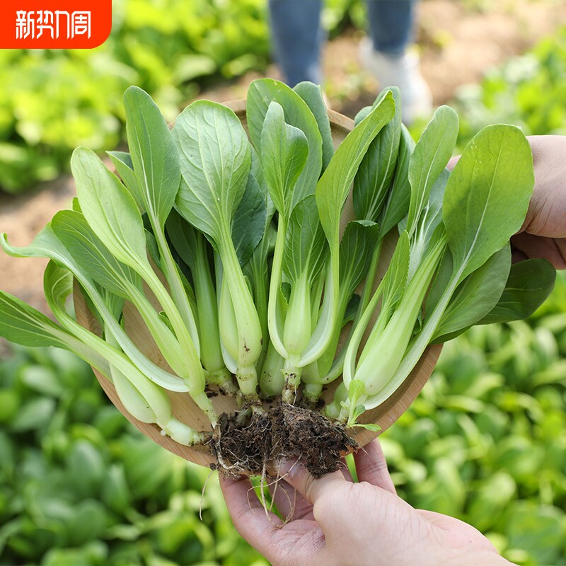 鸡毛菜种子种籽四季小白菜青菜油菜上海青菜籽菜种孑蔬菜大全籽种