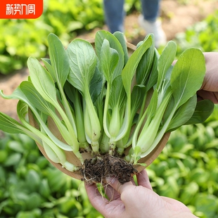 鸡毛菜种子种籽四季 小白菜青菜油菜上海青菜籽菜种孑蔬菜大全籽种