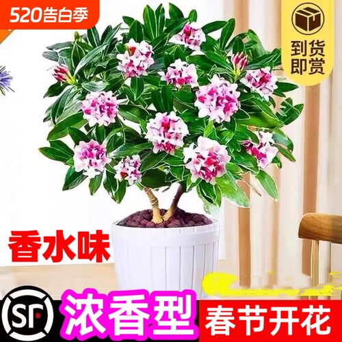 金边瑞香盆栽浓香型植物室内花卉老桩秋冬养耐寒客厅阳台开花庭院