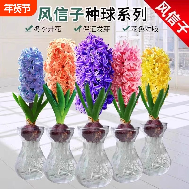 风信子种球水培绿植物室内阳台花卉盆栽水养葡萄风信子水仙花好养