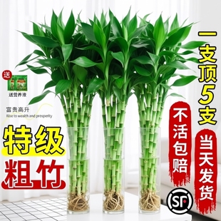 富贵竹水培植物粗杆带根水养绿植室内客厅水生招财转运竹子好养活