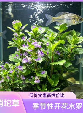 鱼缸专用造景坨草水罗兰水草