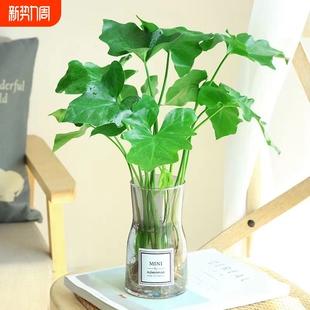水培春羽盆栽室内吸甲醛客厅花卉水养大叶绿萝好养春雨绿植物大型