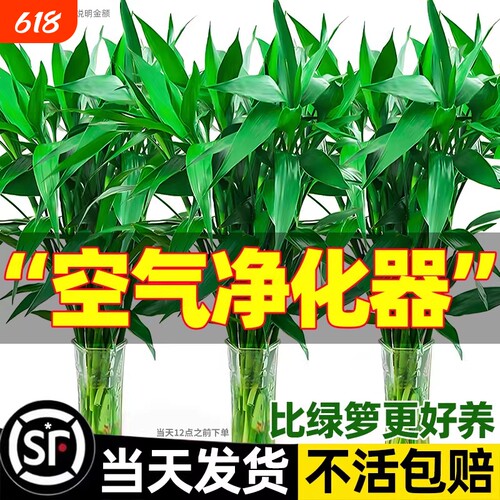 带根富贵竹水培植物绿植室内盆栽客厅招财粗杆水养节节高竹子花瓶