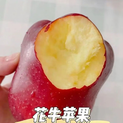 天水花牛苹果老人宝宝婴儿粉面刮泥蛇果新鲜水果苹果红蛇果