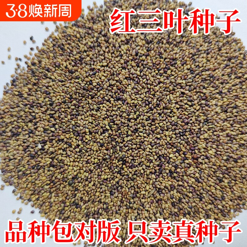 红三叶草种子四季常青公园景区绿化白三叶草种籽工程生态复绿草籽