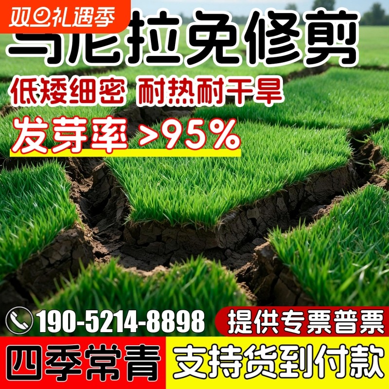 马尼拉草坪种子矮生四季常青耐寒免修剪护坡绿化草籽狗牙根发芽