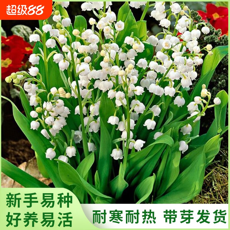 香水铃兰花卉阳台植物盆栽绿植花图片