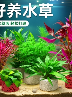 鱼缸水草植物造景专用真草蜈蚣草绿菊增氧火山石养鱼水草水罗兰