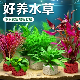 鱼缸水草植物造景专用真草蜈蚣草绿菊增氧火山石养鱼水草水罗兰