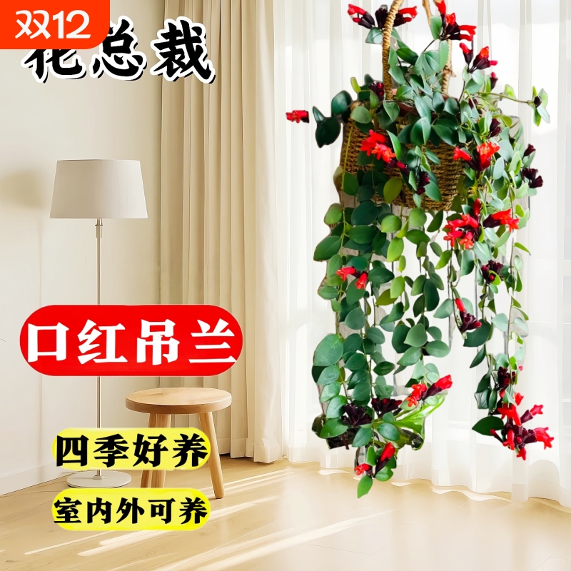 口红吊兰带花四季花卉净化空气