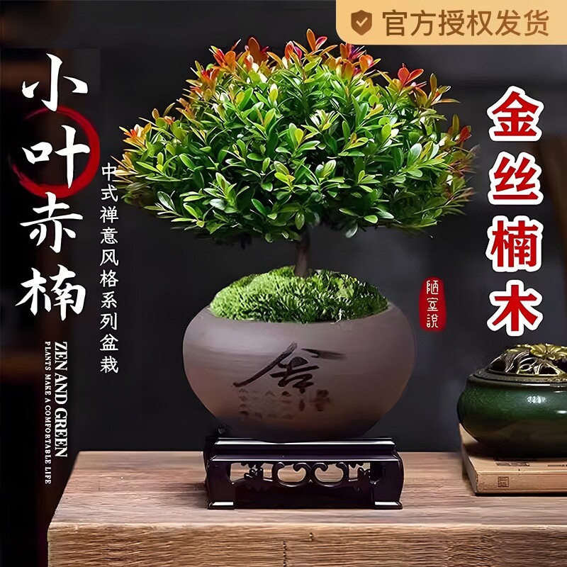 室内小叶赤楠盆景金丝楠木老桩盆栽苗花卉桌面小绿植四季好养造景