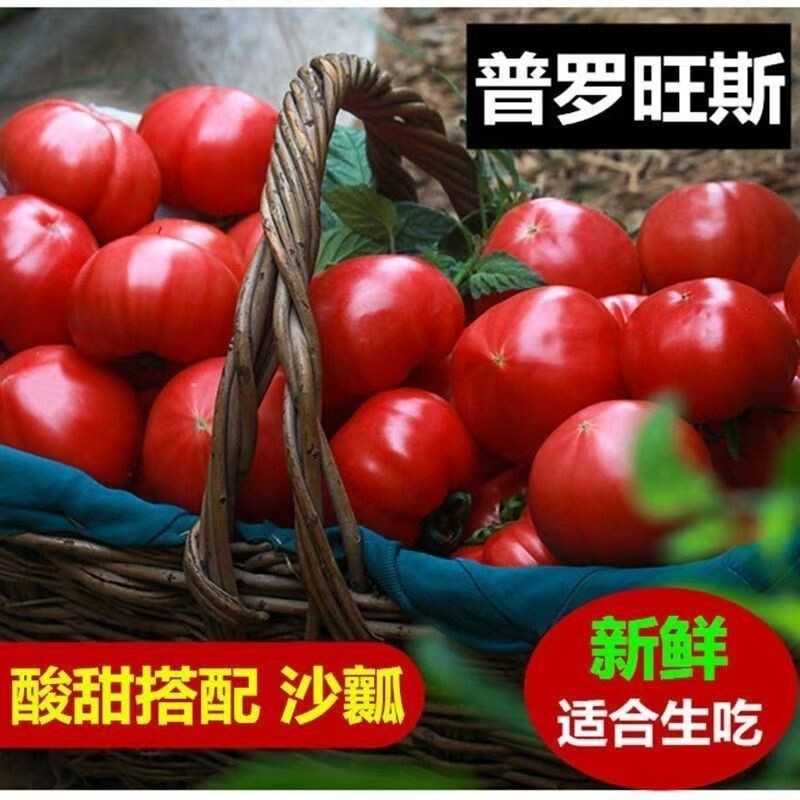 当季生吃正宗普罗旺斯沙瓤水果西红柿自然熟番茄老人儿童减脂蔬菜