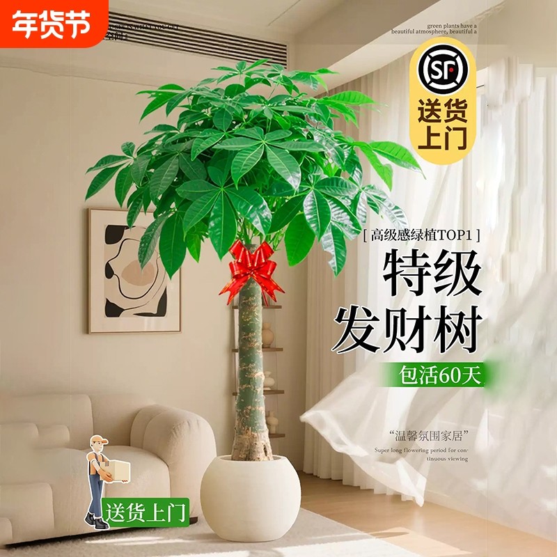 发财树客厅盆栽大花卉绿植物室内办公室四季好养大树客厅摆件盆景,鲜花速递/花卉仿真/绿植园艺,大型绿植/成品组合盆栽,淘宝优惠券,粉丝福利购,淘宝优惠卷