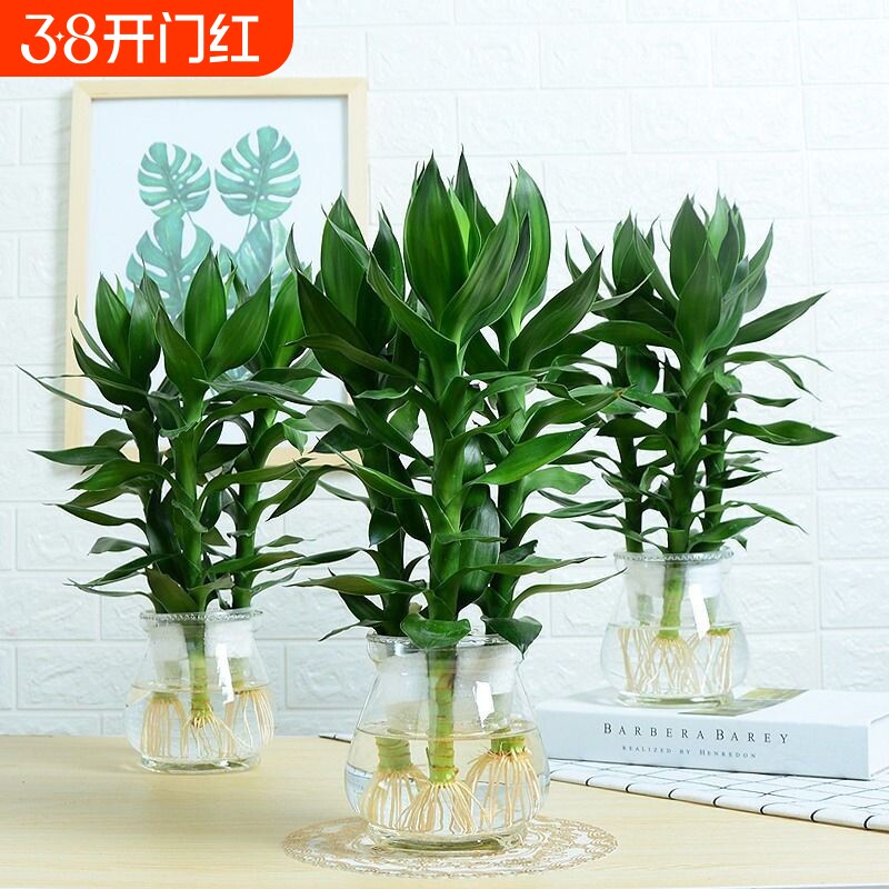 观音竹富贵竹水培植物花卉绿植发财树室内盆栽竹子水养好养客厅