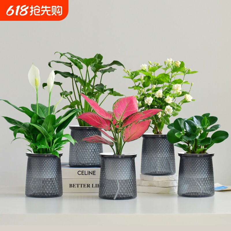 绿萝盆栽水培绿植好养小盆栽组合室内花卉净化空气植物客厅白掌