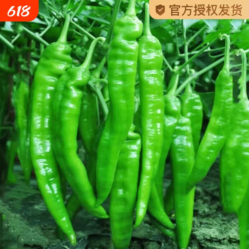 牛角辣椒高产美人椒种子苗青春秋四季蔬菜青椒朝天椒水果羊角椒