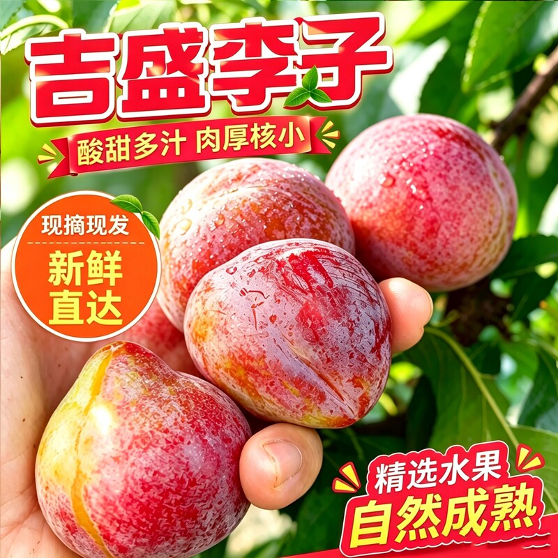 东北李子新鲜甜脆脱骨干碗紫桃鸡心形干核水果吉盛桃酸甜现摘
