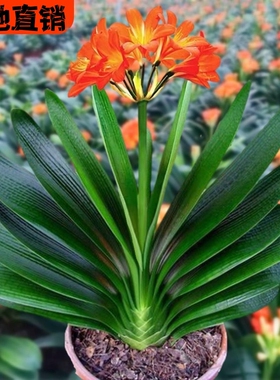 6年大苗精品君子兰盆栽花卉观花植物室内花好养的花当年开花不断