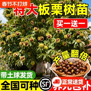 板栗苗树南方北方种植板栗树嫁接苗庭院当年结果板栗树果苗特大号